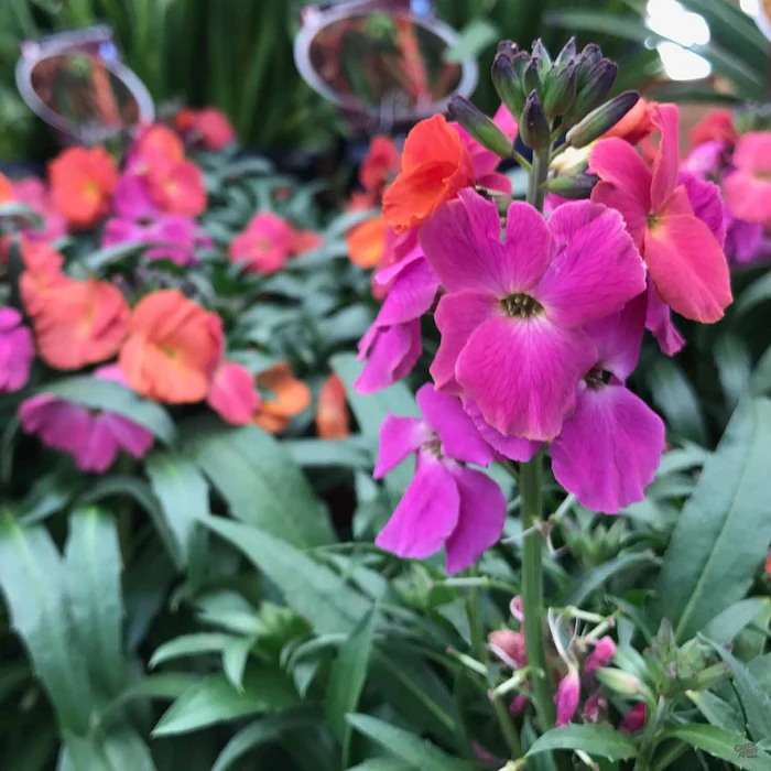 1265-wallflower-1.webp Wallflower