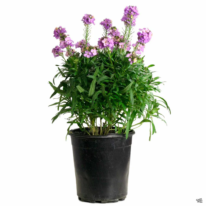 1265-wallflower-2.webp Wallflower