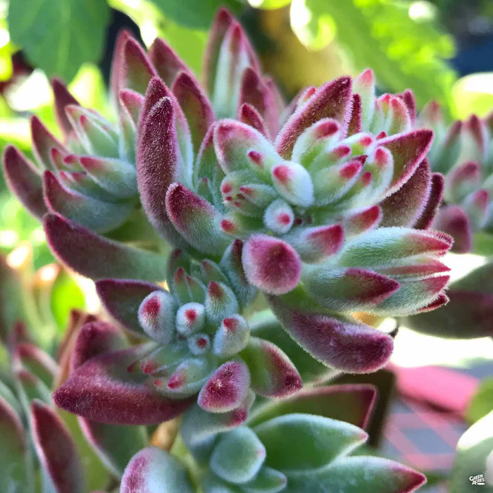 1268-red-echeveria-1.webp Red Echeveria
