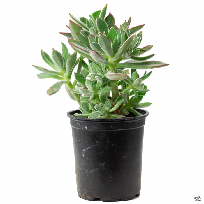 1268-red-echeveria-2.webp Red Echeveria