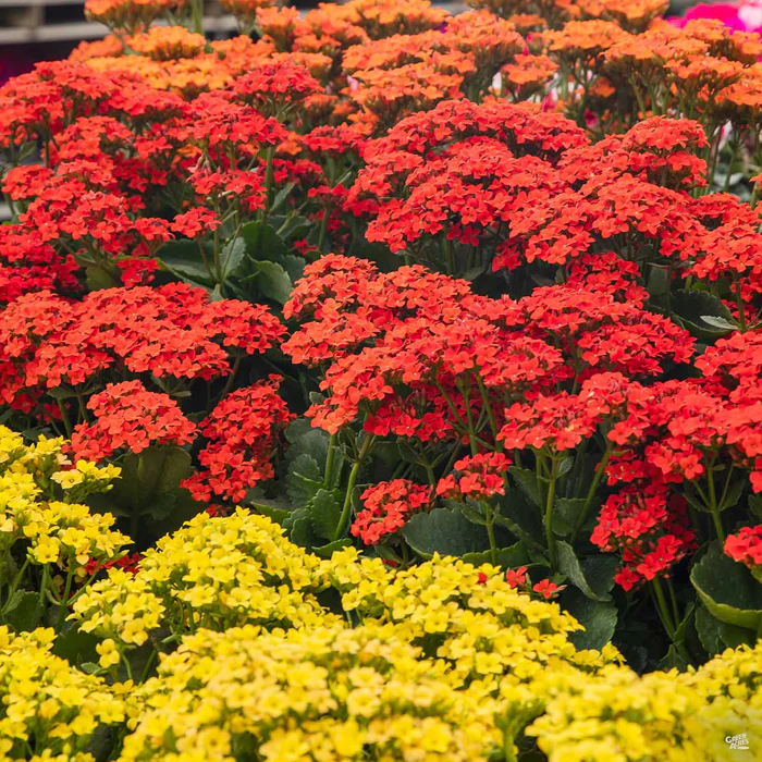 Flowering Kalanchoe
