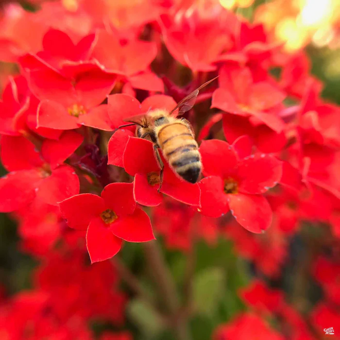 Flowering Kalanchoe