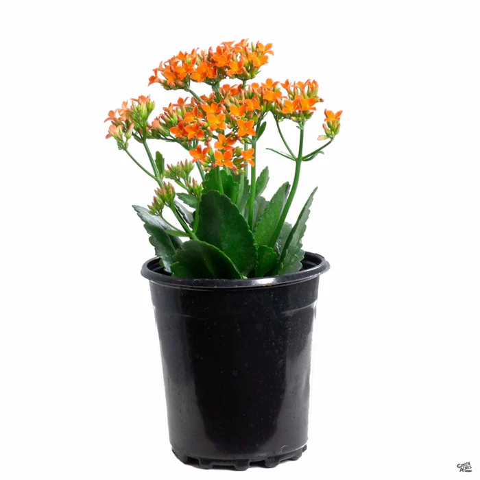 Flowering Kalanchoe