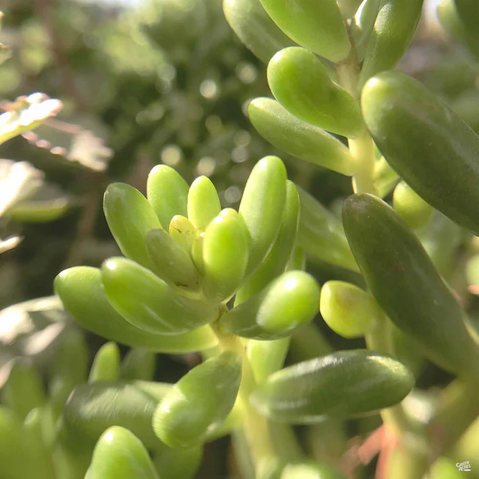 1272-stonecrop-pork-and-beans-1.webp Stonecrop 'Pork and Beans'