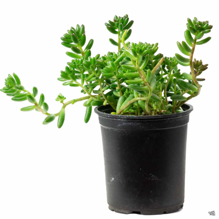 Stonecrop 'Pork and Beans'