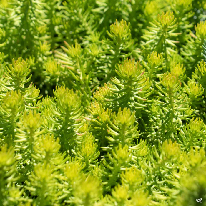 Stonecrop 'Angelina'