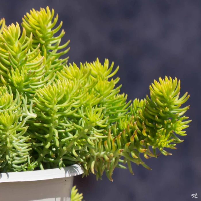 Stonecrop 'Angelina'