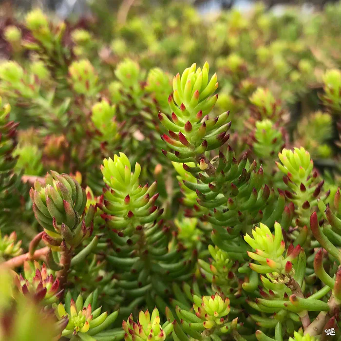 Stonecrop 'Angelina'