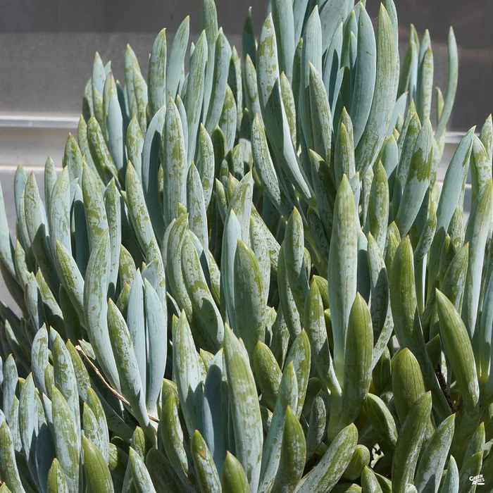 Senecio 'Blue Chalk Sticks'