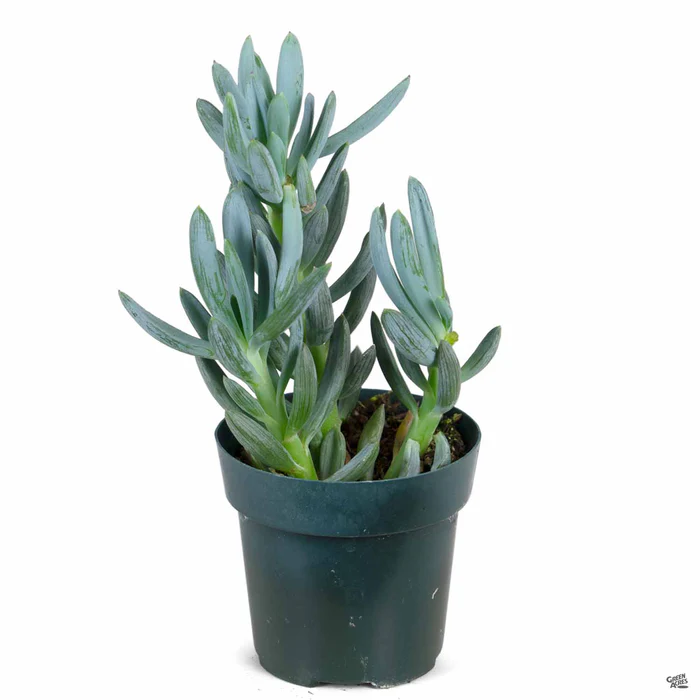 Senecio 'Blue Chalk Sticks'