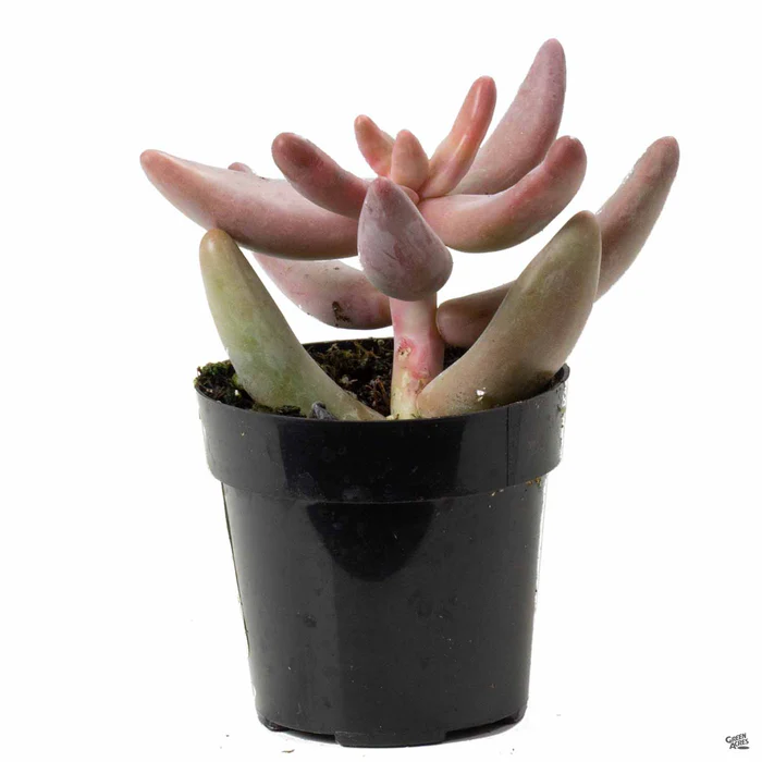 Pachysedum 'Ganzhou'