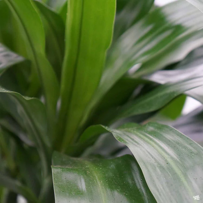 Dracaena Lisa