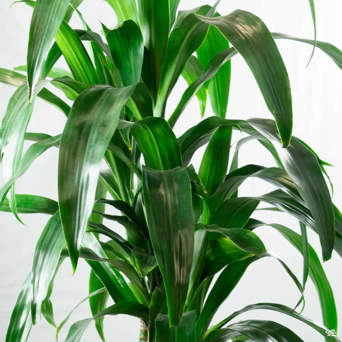 Dracaena Lisa