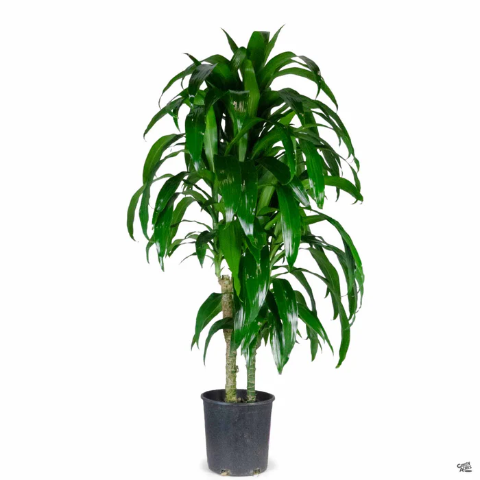 Dracaena Lisa