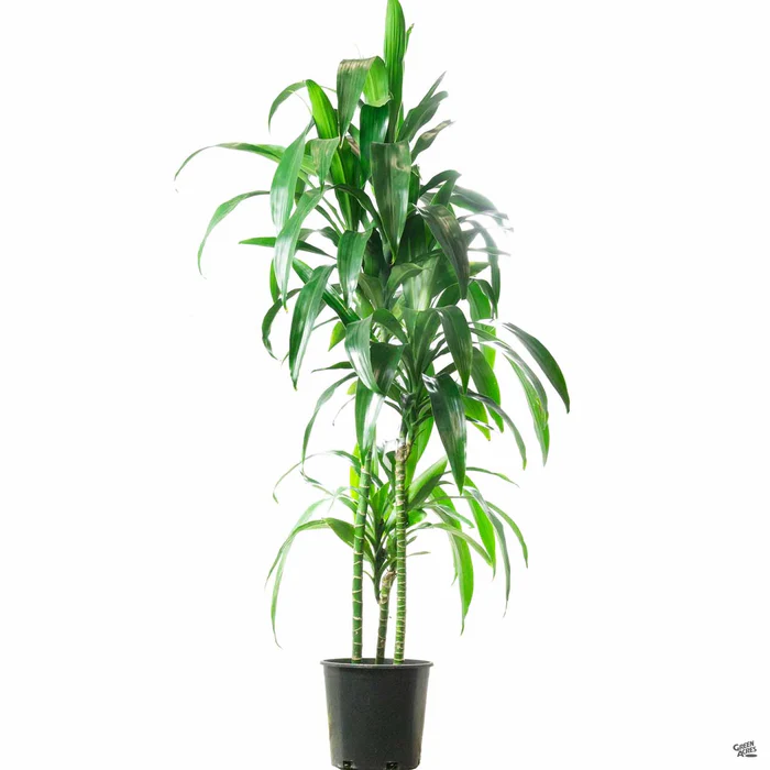 Dracaena Lisa