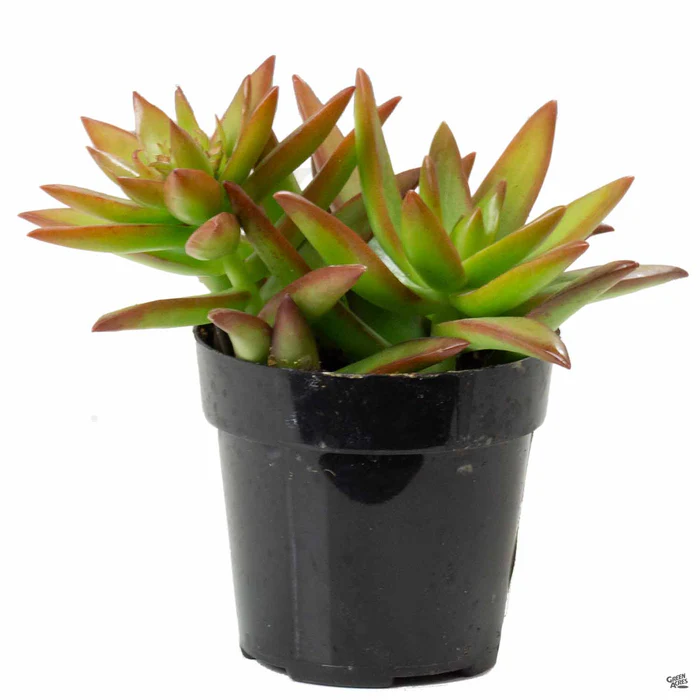 1280-stonecrop-firestorm-1.webp Stonecrop 'Firestorm'