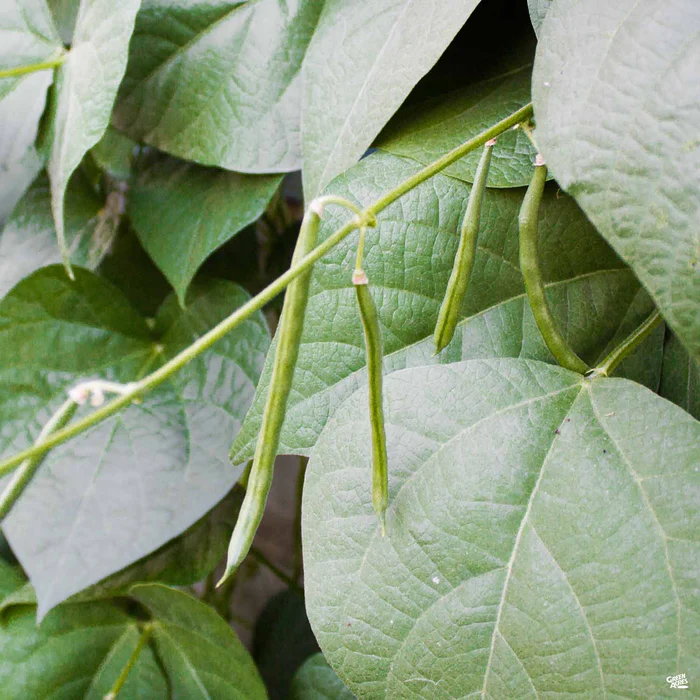 1281-bush-bean-blue-lake-1.webp Bush Bean 'Blue Lake'