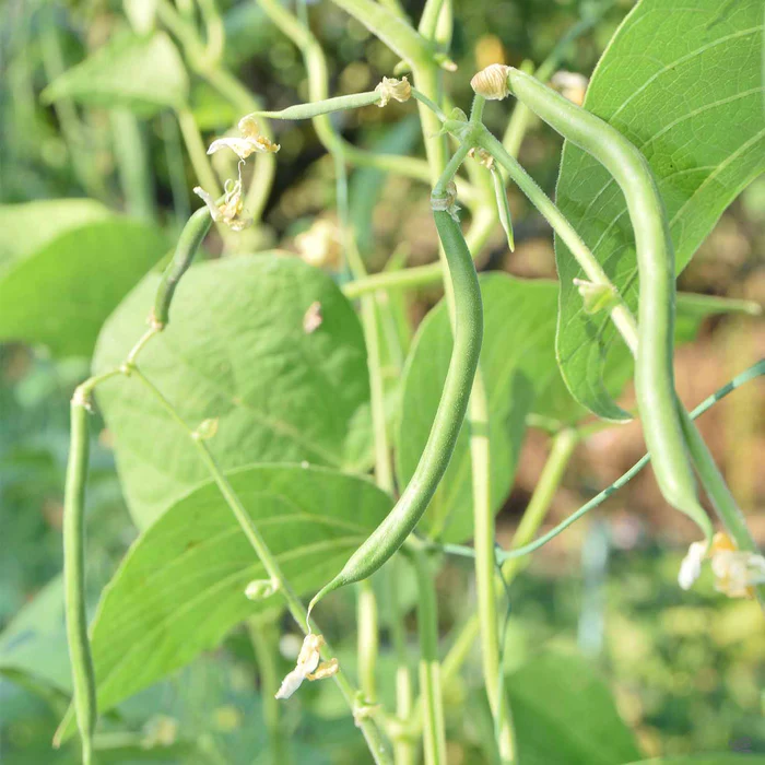 Pole Bean 'Blue Lake'