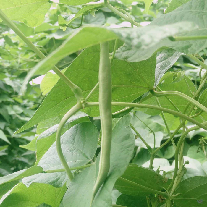 Pole Bean 'Kentucky Wonder'
