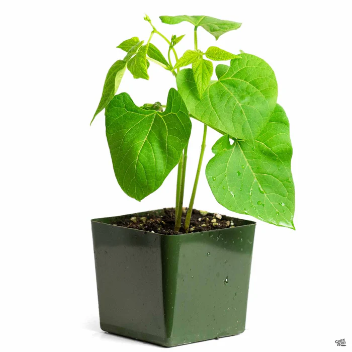 Pole Bean 'Kentucky Wonder'