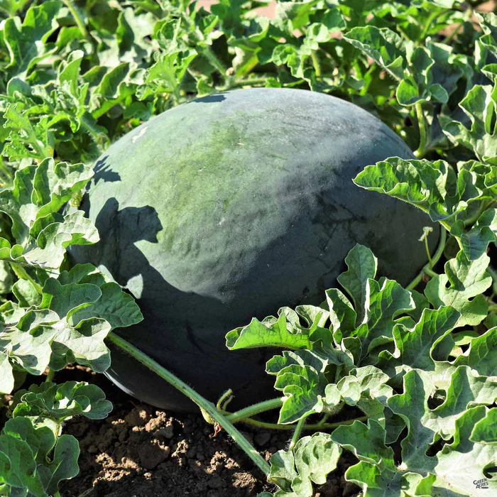 Watermelon 'Sugar Baby'