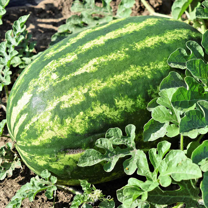 1289-watermelon-klondike-1.webp Watermelon 'Klondike'