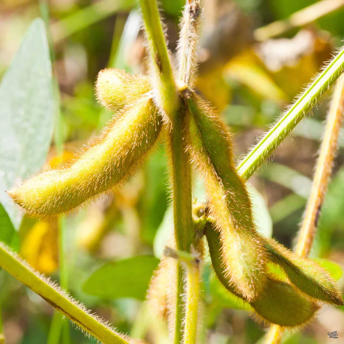 1292-edamame-beans-1.webp Edamame Beans