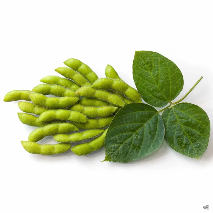 1292-edamame-beans-2.webp Edamame Beans