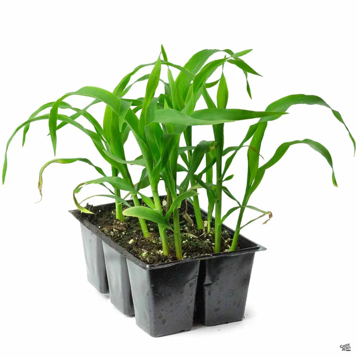 Yellow Corn