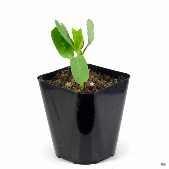 Cucumber 'Armenian'
