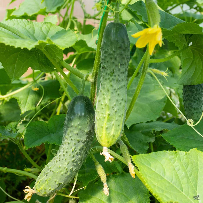 1296-cucumber-pickling-bush-1.webp Cucumber 'Pickling Bush'