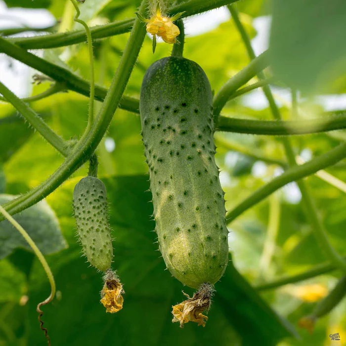 1296-cucumber-pickling-bush-2.webp Cucumber 'Pickling Bush'