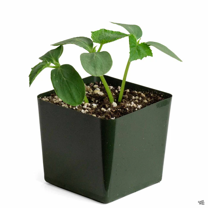 1296-cucumber-pickling-bush-3.webp Cucumber 'Pickling Bush'