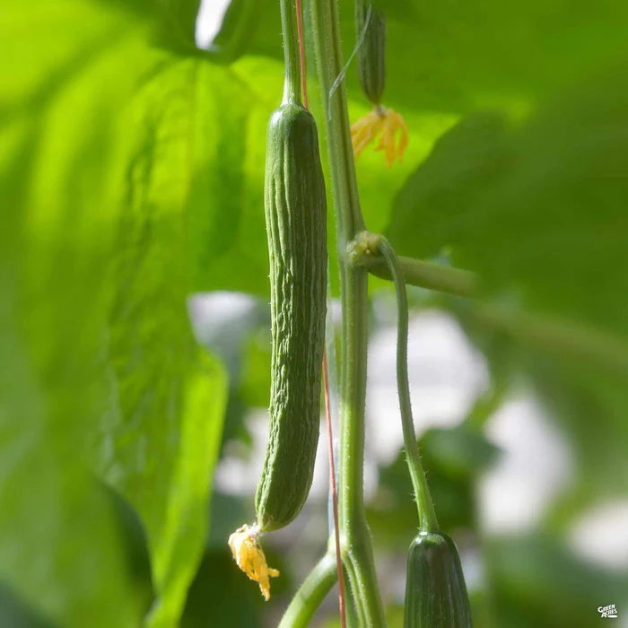 Cucumber 'English Tender Crisp'
