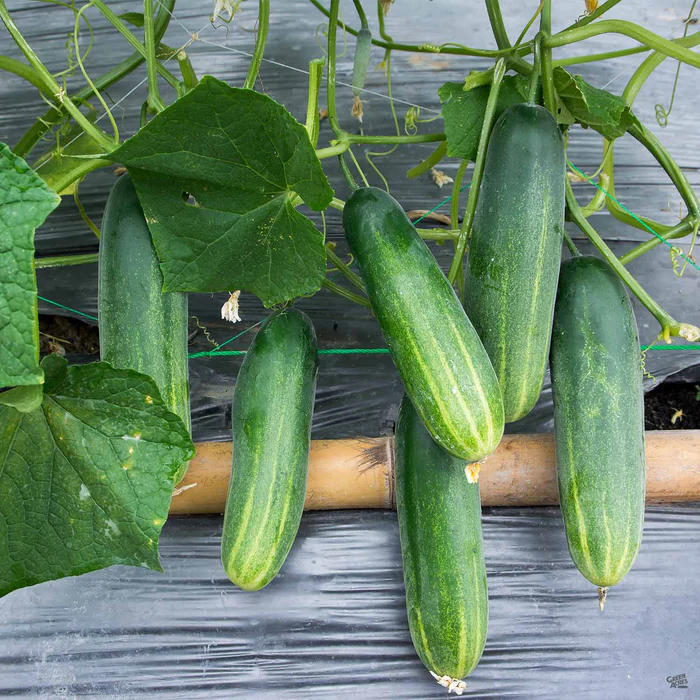 Cucumber 'Spartan Valor'