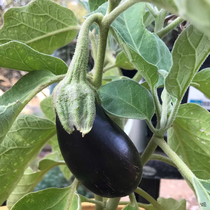 Eggplant 'Black Beauty'