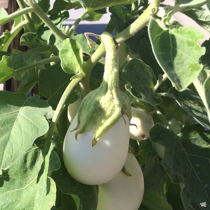 1303-eggplant-cloud-nine-1.webp Eggplant 'Cloud Nine'