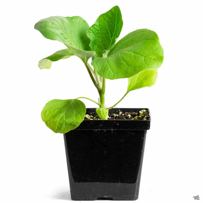 1303-eggplant-cloud-nine-2.webp Eggplant 'Cloud Nine'