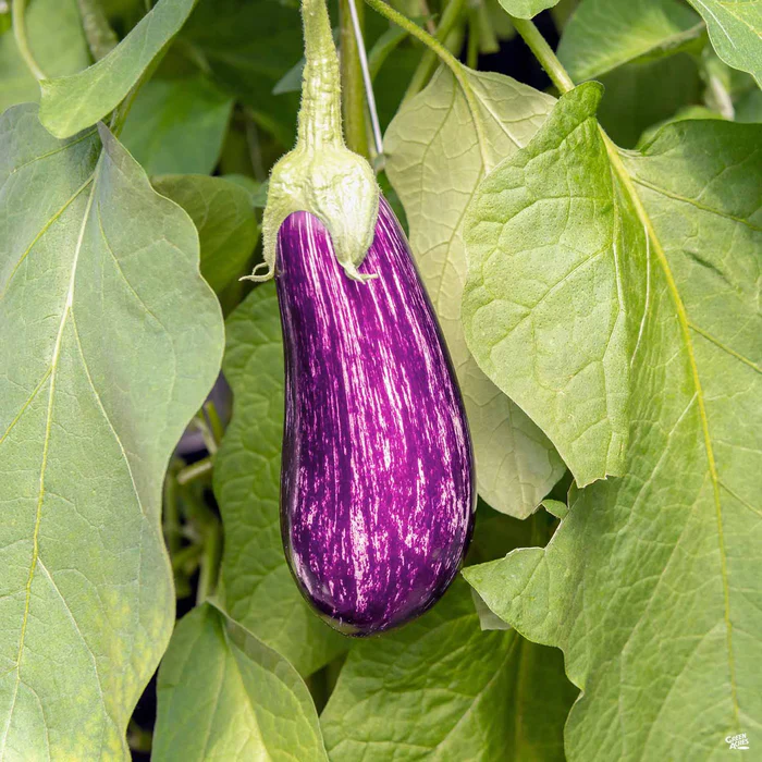 1304-eggplant-fairytale-1.webp Eggplant 'Fairytale'