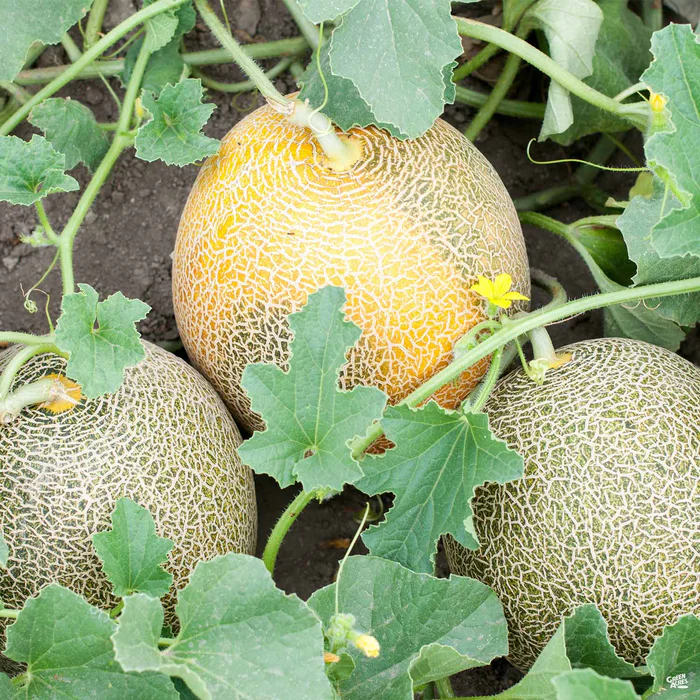 Melon 'Ambrosia Cantaloupe'
