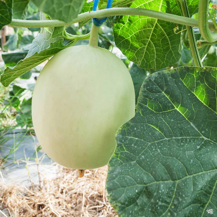 1309-melon-honeydew-1.webp Melon 'Honeydew'