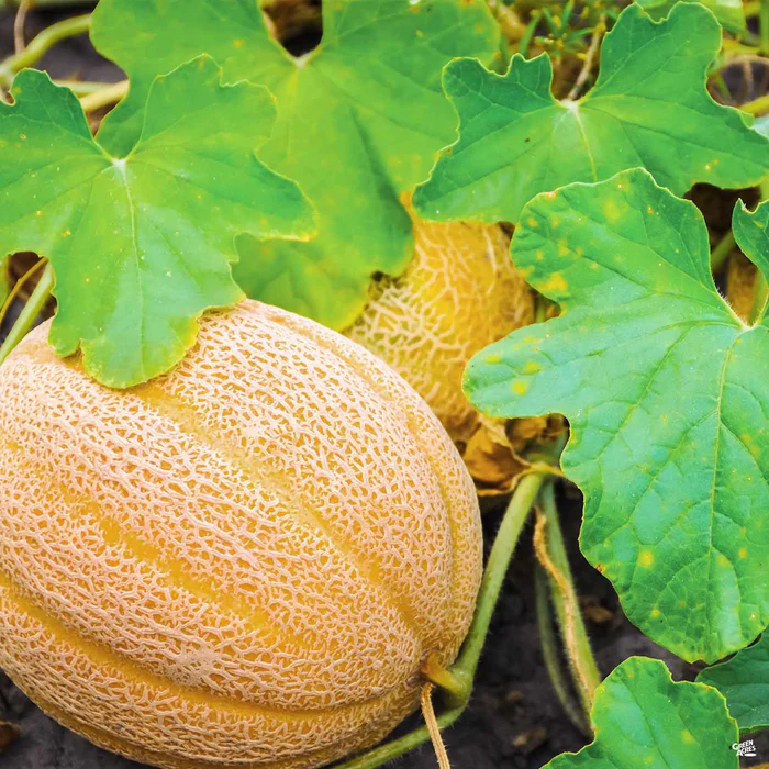 1310-melon-roadside-cantaloupe-1.webp Melon 'Roadside Cantaloupe'