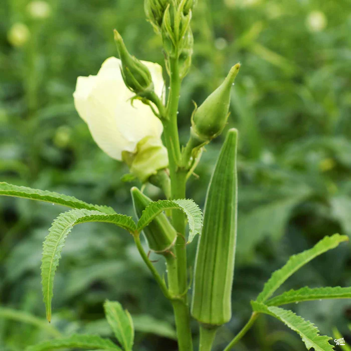 1311-okra-clemson-spineless-1.webp Okra 'Clemson Spineless'
