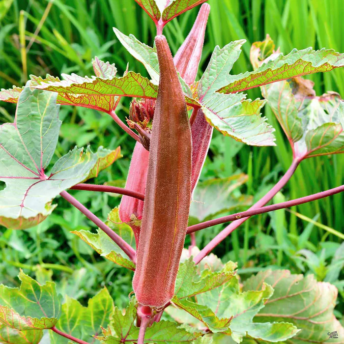 1312-okra-red-burgundy-1.webp Okra 'Red Burgundy'