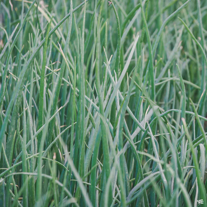 Onion 'Scallions/Green Onions'