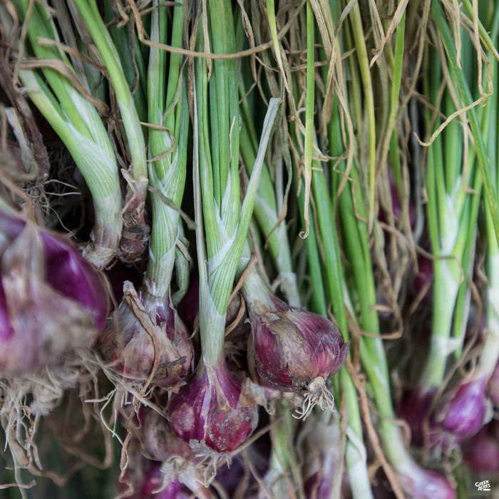 Onion 'Shallots'