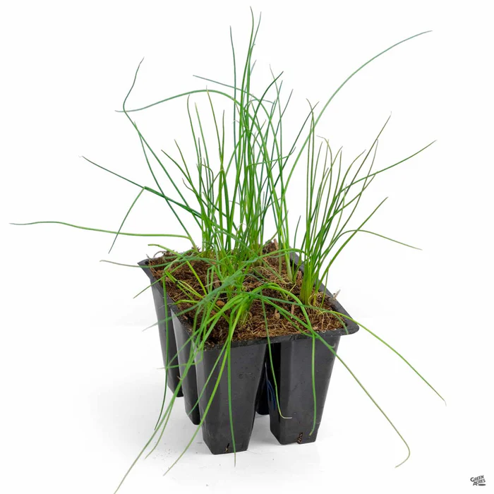 Onion 'Shallots'