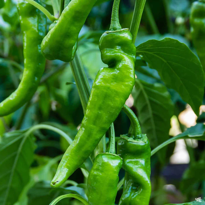 1317-pepper-anaheim-1.webp Pepper 'Anaheim'
