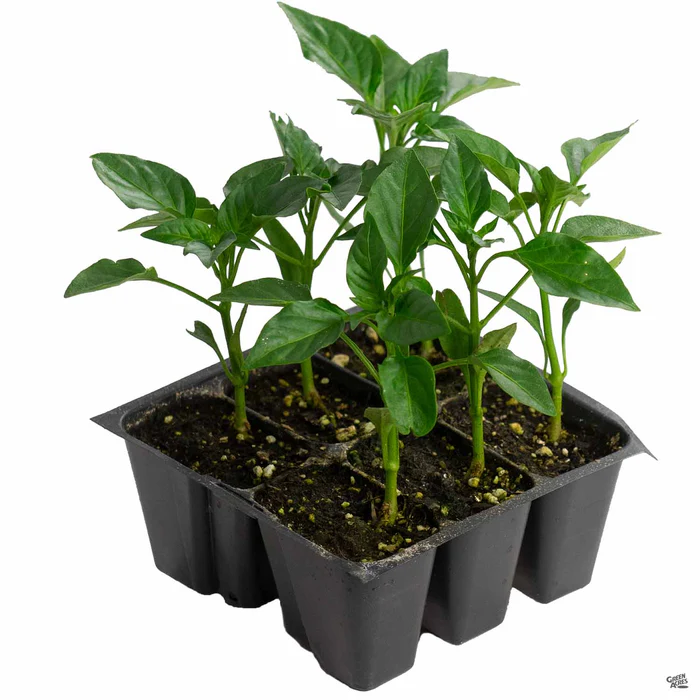 1317-pepper-anaheim-2.webp Pepper 'Anaheim'