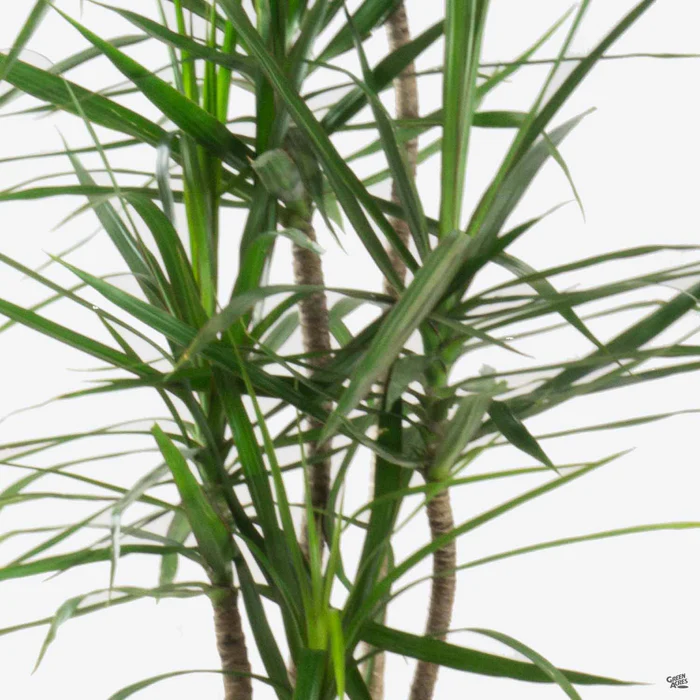 Red-edged Dracaena